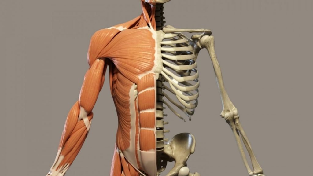 articolazioni-e-ossa-integratori-shop